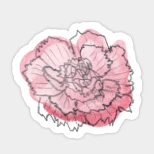 Pink Carnation Solo 5 Sticker